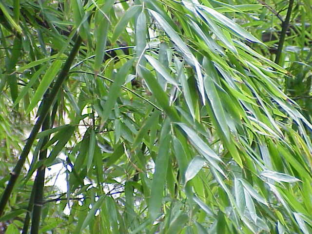 golden-bamboo-heat-tolerant