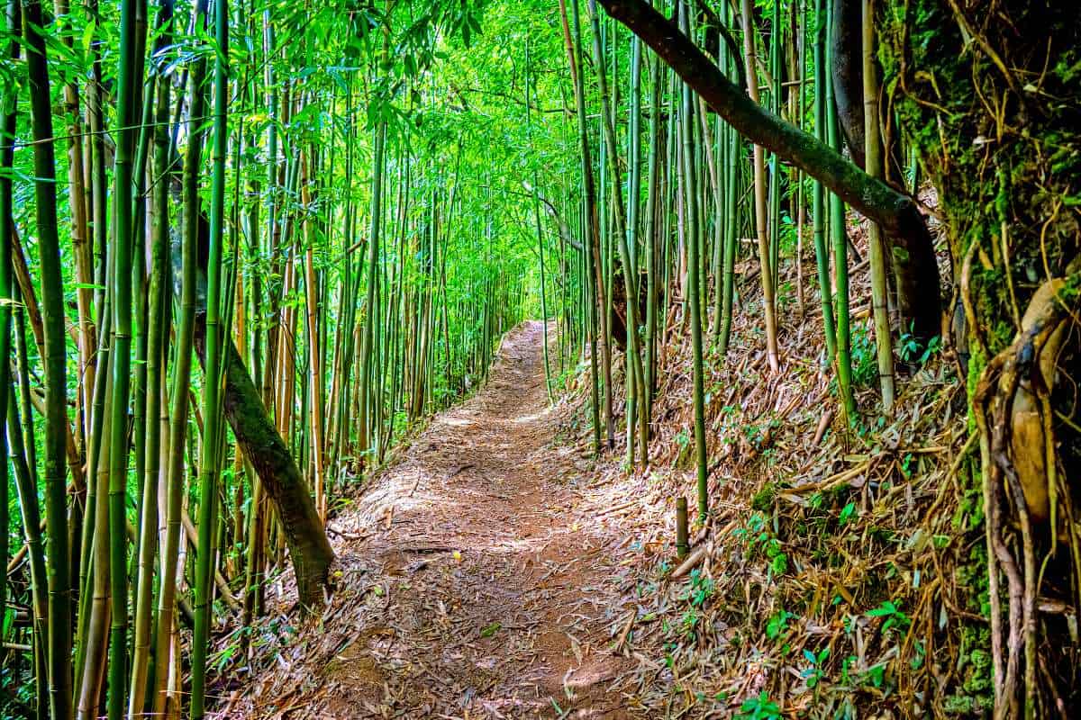 manoa-falls-bamboo=hawaii