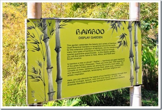 san-diego-botanic-bamboo