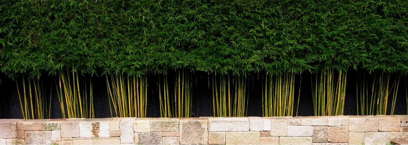 bamboo screen hedge privacy