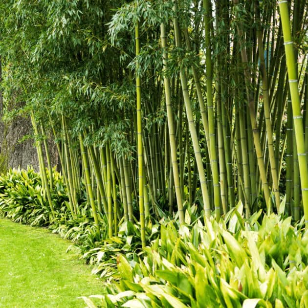 bamboo screening plants